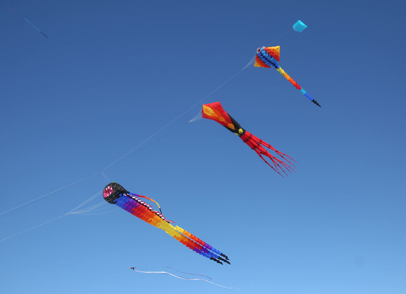 Color the Wind kite festival 02-15-2020 (59).jpg